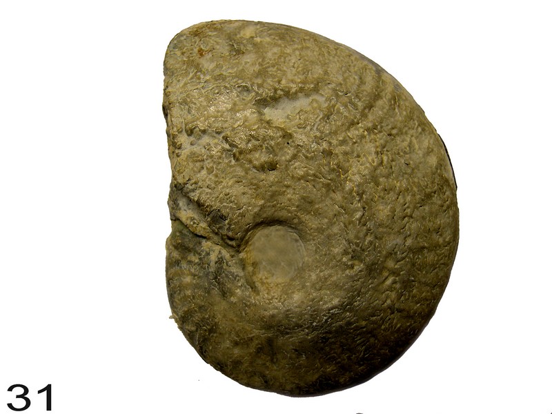 Ochetoceras